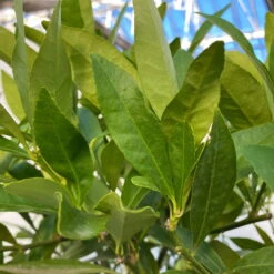 Limequat, Topf Ca. 20 Cm Ø, Höhe Ca. 60 Cm, -Garten Sicht Verkäufe 0630300001 Citrus x floridana Stamm T20 9 104270