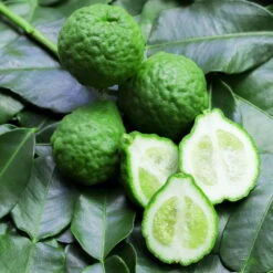 Bio Gewürz-Limette, Topf-Ø 12 Cm, 2er-Set -Garten Sicht Verkäufe 0630300010 Citrus hystrix Stamm Gewuerzzitrus 1 104819