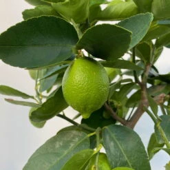 Limette 'Lima Verde', Stamm, Topf-Ø 20 Cm, Höhe Ca. 60 Cm -Garten Sicht Verkäufe 0630300016 Citrus latifolia Stamm T20 8 104271