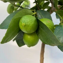 Limette 'Lima Verde', Stamm, Topf-Ø 20 Cm, Höhe Ca. 60 Cm -Garten Sicht Verkäufe 0630300016 Citrus latifolia Stamm T20 9 104272