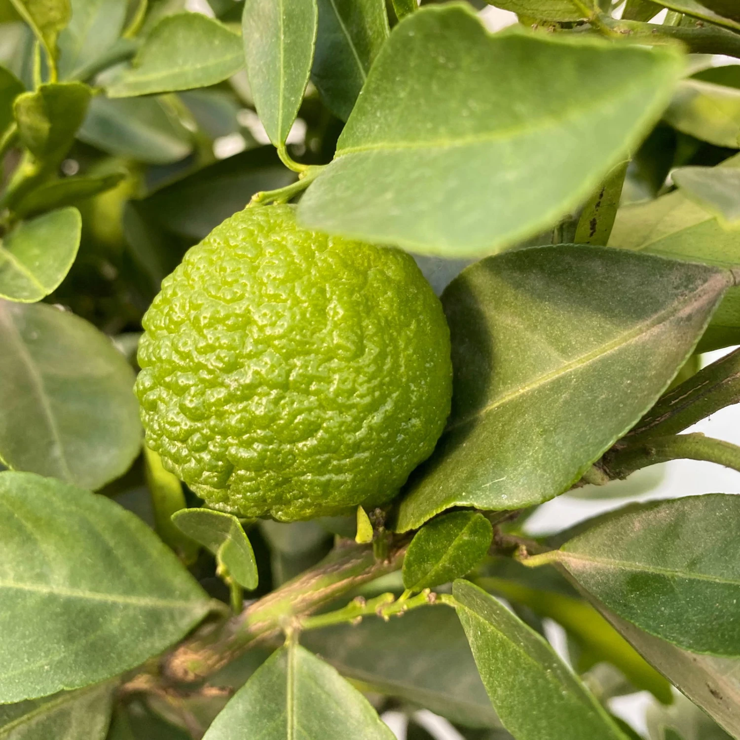 Römische Limette, Stamm, Topf-Ø 20 Cm, Höhe Ca. 70 Cm 1 Römische Limette, Stamm, Topf-Ø 20 Cm, Höhe Ca. 70 Cm