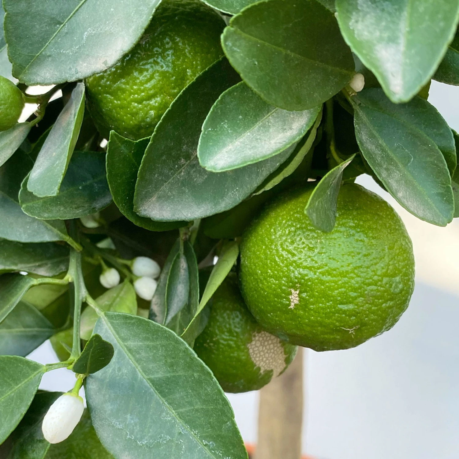 Römische Limette, Stamm, Topf-Ø 20 Cm, Höhe Ca. 70 Cm 2 Römische Limette, Stamm, Topf-Ø 20 Cm, Höhe Ca. 70 Cm – Bild 2