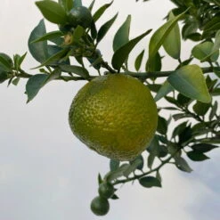 Citrus Myrtifolia, Stamm, Topf-Ø 20 Cm, Höhe Ca. 60 Cm -Garten Sicht Verkäufe 0630400005 Citrus myrtifolia Stamm T20 8 104275 1