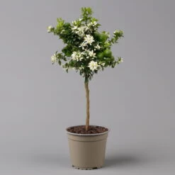 Citrus Myrtifolia, Stamm, Topf-Ø 20 Cm, Höhe Ca. 60 Cm -Garten Sicht Verkäufe 0630400005 Citrus myrtifolia Stamm T20 Chinotto H60 2 125609