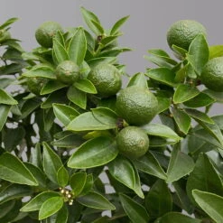 Citrus Myrtifolia, Stamm, Topf-Ø 20 Cm, Höhe Ca. 60 Cm -Garten Sicht Verkäufe 0630400005 Citrus myrtifolia Stamm T20 Chinotto H60 5 125608