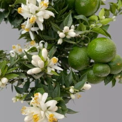 Citrus Myrtifolia, Stamm, Topf-Ø 20 Cm, Höhe Ca. 60 Cm -Garten Sicht Verkäufe 0630400005 Citrus myrtifolia Stamm T20 Chinotto H60 6 125610