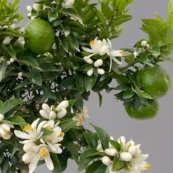 Citrus Myrtifolia, Stamm, Topf-Ø 20 Cm, Höhe Ca. 60 Cm -Garten Sicht Verkäufe 0630400005 Citrus myrtifolia Stamm T20 Chinotto H60 7 125607