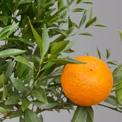 Mandarinenbaum, Stamm, Topf-Ø Ca. 20 Cm, Höhe Ca. 70 Cm -Garten Sicht Verkäufe 0630400012 Citrus reticulata Stamm T20 3162 H70 1 125613