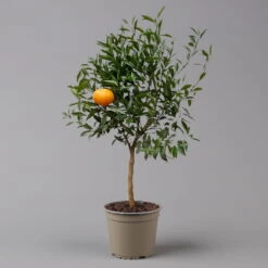 Mandarinenbaum, Stamm, Topf-Ø Ca. 20 Cm, Höhe Ca. 70 Cm -Garten Sicht Verkäufe 0630400012 Citrus reticulata Stamm T20 3162 H70 3 125615