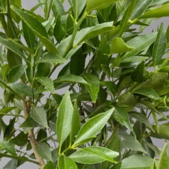 Mandarinenbaum, Stamm, Topf-Ø Ca. 20 Cm, Höhe Ca. 70 Cm -Garten Sicht Verkäufe 0630400012 Citrus reticulata Stamm T20 3162 H70 4 125614