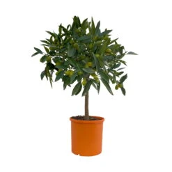Kumquat, Stämmchen, Topf-Ø 20 Cm, Höhe Ca. 60-70 Cm -Garten Sicht Verkäufe 0630400015 Citrus fort margarita Stamm T20 2 104336