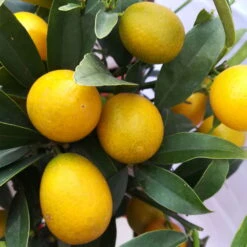 Kumquat, Stamm, Topf-Ø 22 Cm -Garten Sicht Verkäufe 0630400015 Citrus fort margarita Stamm T20 H60 70 Kumquat farbiger Topf 1 78903 5