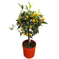 Kumquat, Stamm, Topf-Ø 22 Cm -Garten Sicht Verkäufe 0630400015 Citrus fort margarita Stamm T20 H60 70 Kumquat farbiger Topf 2 79071 1