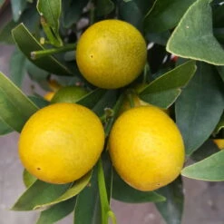 Kumquat, Mini-Stamm, Topf-Ø 15 Cm -Garten Sicht Verkäufe 0630400015 Citrus fort margarita Stamm T20 H60 70 Kumquat farbiger Topf 7 78902 6