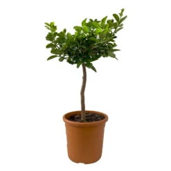 Kumquat 'Obovata', Stamm, Topf-Ø 20 Cm, Höhe Ca. 60 Cm -Garten Sicht Verkäufe 0630400019 Citrus fort marg Stamm Kumquat Obovata 2 104868