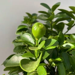 Kumquat 'Obovata', Stamm, Topf-Ø 20 Cm, Höhe Ca. 60 Cm -Garten Sicht Verkäufe 0630400019 Citrus fort marg Stamm Kumquat Obovata 5 104834