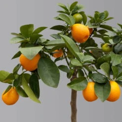 Kumquat 'Obovata', Stamm, Topf-Ø 20 Cm, Höhe Ca. 60 Cm -Garten Sicht Verkäufe 0630400019 Citrus fort marg Stamm T20 3162 Kumquat Obovata H60 1 125618
