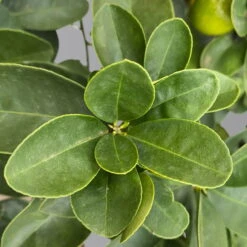 Kumquat 'Obovata', Stamm, Topf-Ø 20 Cm, Höhe Ca. 60 Cm -Garten Sicht Verkäufe 0630400019 Citrus fort marg Stamm T20 3162 Kumquat Obovata H60 4 125620