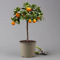Kumquat 'Obovata', Stamm, Topf-Ø 20 Cm, Höhe Ca. 60 Cm