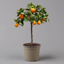 Kumquat 'Obovata', Stamm, Topf-Ø 20 Cm, Höhe Ca. 60 Cm -Garten Sicht Verkäufe 0630400019 Citrus fort marg Stamm T20 3162 Kumquat Obovata H60 6 125621