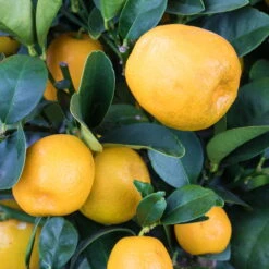 Kumquat 'Obovata', Stamm, Topf-Ø 20 Cm, Höhe Ca. 60 Cm -Garten Sicht Verkäufe 0630400019 KB Citrus fort marg Stamm Kumquat Obowata 104833