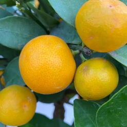 Calamondin, Stamm, Topf-Ø 24 Cm, Höhe Ca. 100 - 140 Cm -Garten Sicht Verkäufe 0630400020 Citrus madurensis Stamm T24 5 104279