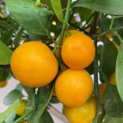 Calamondin, Stamm, Topf-Ø 24 Cm, Höhe Ca. 100 - 140 Cm -Garten Sicht Verkäufe 0630400020 Citrus madurensis Stamm T24 8 104280