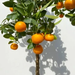 Calamondin, Stamm, Topf-Ø 24 Cm, Höhe Ca. 100 - 140 Cm -Garten Sicht Verkäufe 0630400020 Citrus madurensis Stamm T24 3 114142