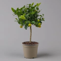 Calamondin, Stamm, Topf-Ø 20 Cm, Höhe Ca. 60 Cm -Garten Sicht Verkäufe 0630400021 Citrus madurensis Stamm Calamondin T20 3162 H60 farb Topf 2 125623