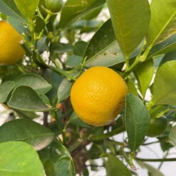Calamondin, Stamm, Topf-Ø 20 Cm, Höhe Ca. 60 Cm -Garten Sicht Verkäufe 0630400021 Citrus madurensis Stamm Calamondin T20 4 104281