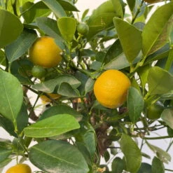 Calamondin, Stamm, Topf-Ø 20 Cm, Höhe Ca. 60 Cm -Garten Sicht Verkäufe 0630400021 Citrus madurensis Stamm Calamondin T20 5 104282