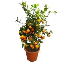 Calamondin, Stamm, Topf-Ø 20 Cm, Höhe Ca. 60 Cm -Garten Sicht Verkäufe 0630400021 Citrus madurensis Stamm T20 H60 Calamondin farb Topf 5 79072