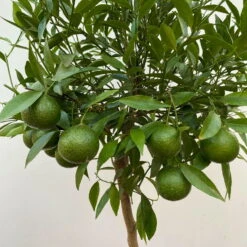 Mandarinenbaum, Stamm, Topf-Ø Ca. 24 Cm, Höhe Ca. 140 Cm -Garten Sicht Verkäufe 0630400025 Citrus reticulata Stamm T24 3 104283