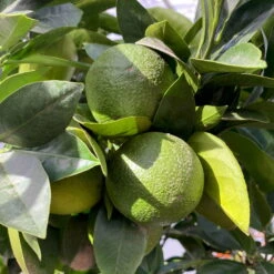 Orangenbaum, Kurz-Stamm, Topf-Ø Ca. 26 Cm -Garten Sicht Verkäufe 0630400049 Citrus sinensis Busch T26 4 104289