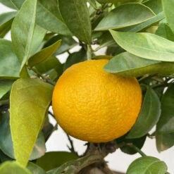 Orangenbaum, Kurz-Stamm, Topf-Ø Ca. 26 Cm -Garten Sicht Verkäufe 0630400049 Citrus sinensis Busch T26 9 104287