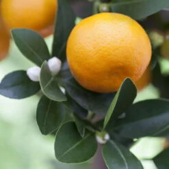 Kumquat, Stamm, Topf-Ø 22 Cm -Garten Sicht Verkäufe 0630400068 0630400074 Citrus Calamondin 1 98319