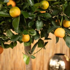 Kumquat, Stamm, Topf-Ø 22 Cm -Garten Sicht Verkäufe 0630400068 0630400074 Citrus Calamondin 2 98320