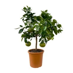 Grapefruitbaum, Kurz-Stamm, Topf-Ø 26 Cm