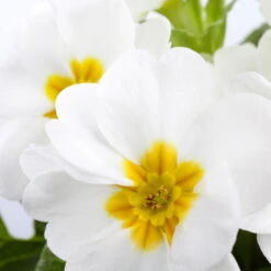 Primel 'Trio' Bunt, Mix Nach Verfügbarkeit, Topf-Ø 13 Cm, 6er-Set -Garten Sicht Verkäufe 0639100027 Primula vulgaris T10 weiss 74001