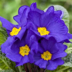 Primel 'Trio' Bunt, Mix Nach Verfügbarkeit, Topf-Ø 13 Cm, 6er-Set -Garten Sicht Verkäufe 0639100030 0639100036 Primula vulgaris blau 75330