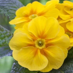 Primel 'Trio' Bunt, Mix Nach Verfügbarkeit, Topf-Ø 13 Cm, 6er-Set -Garten Sicht Verkäufe 0639100036 Koelle Primula vulgaris Trio T13 6er Set nach Verfuegbarkeit WS gelb 102653