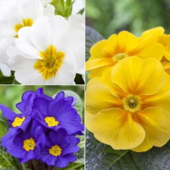 Primel 'Trio' Bunt, Mix Nach Verfügbarkeit, Topf-Ø 13 Cm, 6er-Set -Garten Sicht Verkäufe 0639100036 Koelle Primula vulgaris Trio T13 6er Set nach Verfuegbarkeit WS 102652