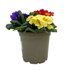 Primel 'Trio' Bunt, Mix Nach Verfügbarkeit, Topf-Ø 13 Cm, 6er-Set -Garten Sicht Verkäufe 0639100036 Koelle Primula vulgaris Trio T13 6er Set nach Verfuegbarkeit 1 110960