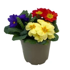 Primel 'Trio' Bunt, Mix Nach Verfügbarkeit, Topf-Ø 13 Cm, 6er-Set -Garten Sicht Verkäufe 0639100036 Koelle Primula vulgaris Trio T13 6er Set nach Verfuegbarkeit 3 110961