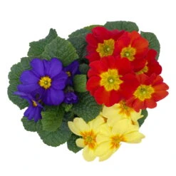 Primel 'Trio' Bunt, Mix Nach Verfügbarkeit, Topf-Ø 13 Cm, 6er-Set -Garten Sicht Verkäufe 0639100036 Koelle Primula vulgaris Trio T13 6er Set nach Verfuegbarkeit 4 110962