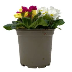 Primel 'Trio' Bunt, Mix Nach Verfügbarkeit, Topf-Ø 13 Cm, 6er-Set -Garten Sicht Verkäufe 0639100036 Koelle Primula vulgaris Trio T13 2 107118