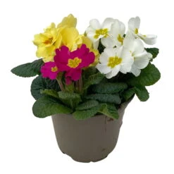 Primel 'Trio' Bunt, Mix Nach Verfügbarkeit, Topf-Ø 13 Cm, 6er-Set -Garten Sicht Verkäufe 0639100036 Koelle Primula vulgaris Trio T13 3 107119