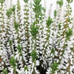Knospenheide, Weiß, Topf-Ø 17 Cm, 3er-Set -Garten Sicht Verkäufe 0650100439 KB Calluna vulgaris T17 weiss Set 1 81492