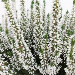 Knospenheide, Weiß, Topf-Ø 17 Cm, 3er-Set -Garten Sicht Verkäufe 0650100439 KB Calluna vulgaris T17 weiss Set 2 81491
