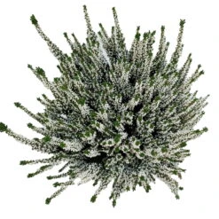 Knospenheide, Weiß, Topf-Ø 17 Cm, 3er-Set -Garten Sicht Verkäufe 0650100439 KB Calluna vulgaris T17 weiss Set 3 81490